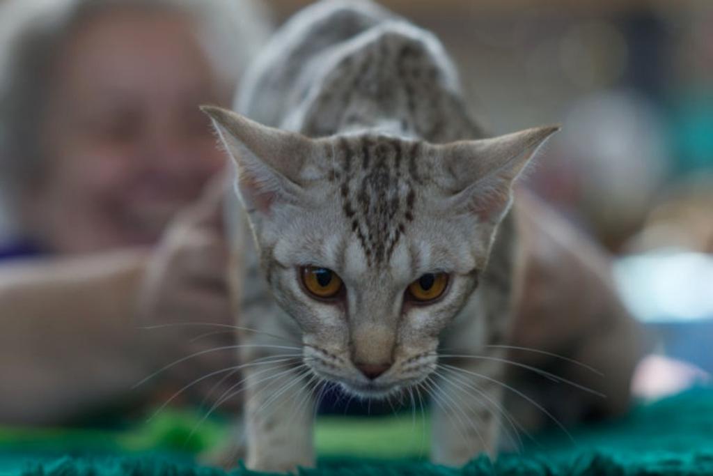 Ocicat Dangerous Cat Breeds