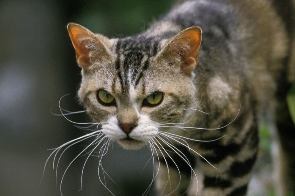 American Wirehair Cat Breeds