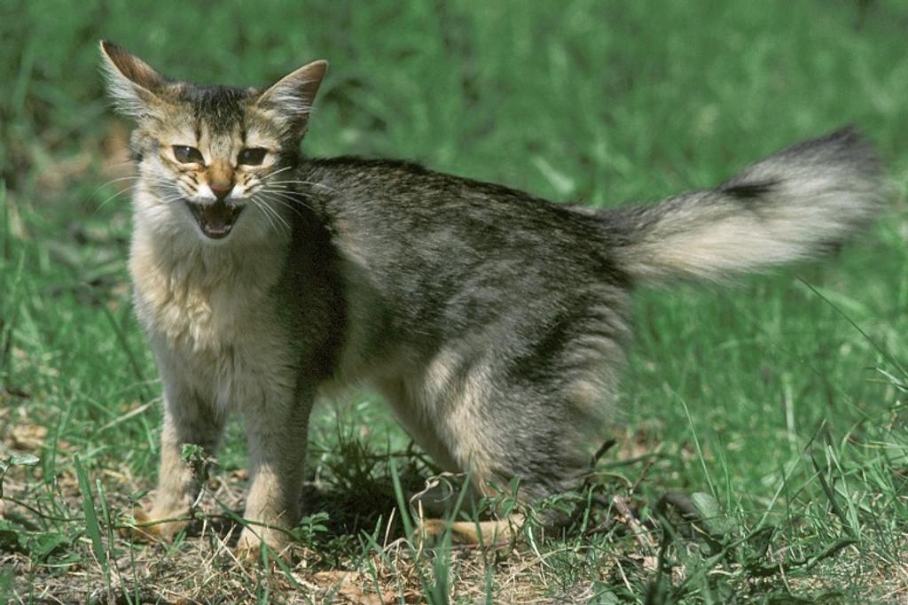 Somali Dangerous Cat Breeds