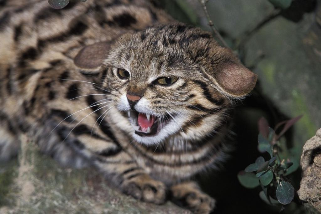 Black-Footed Dangerous Cats
