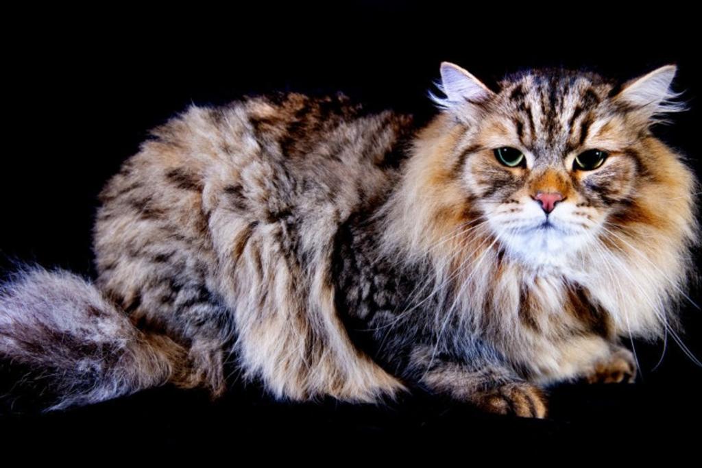 Dangerous Cat Breed Siberian
