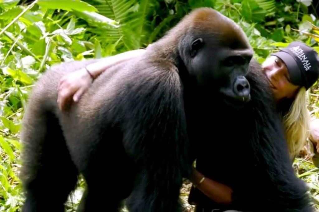human gorillas real stories