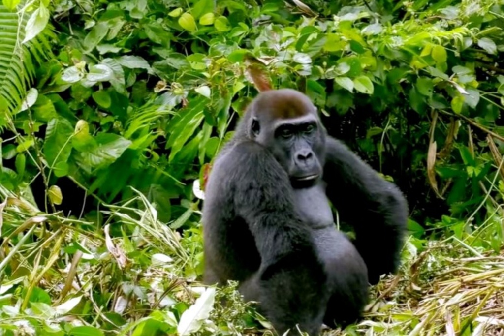 Man reunites with gorilla