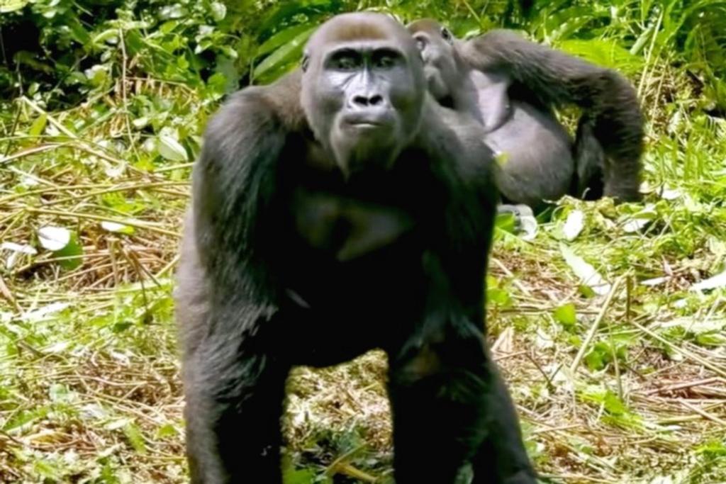 Man's wife meets gorilla