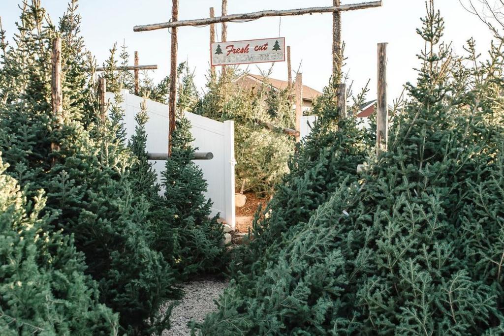 Christmas tree farm viral video