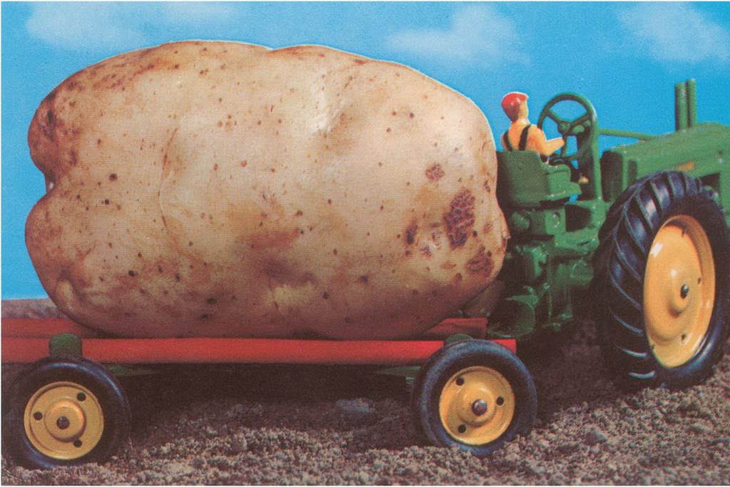 Couple finds largest potato ever