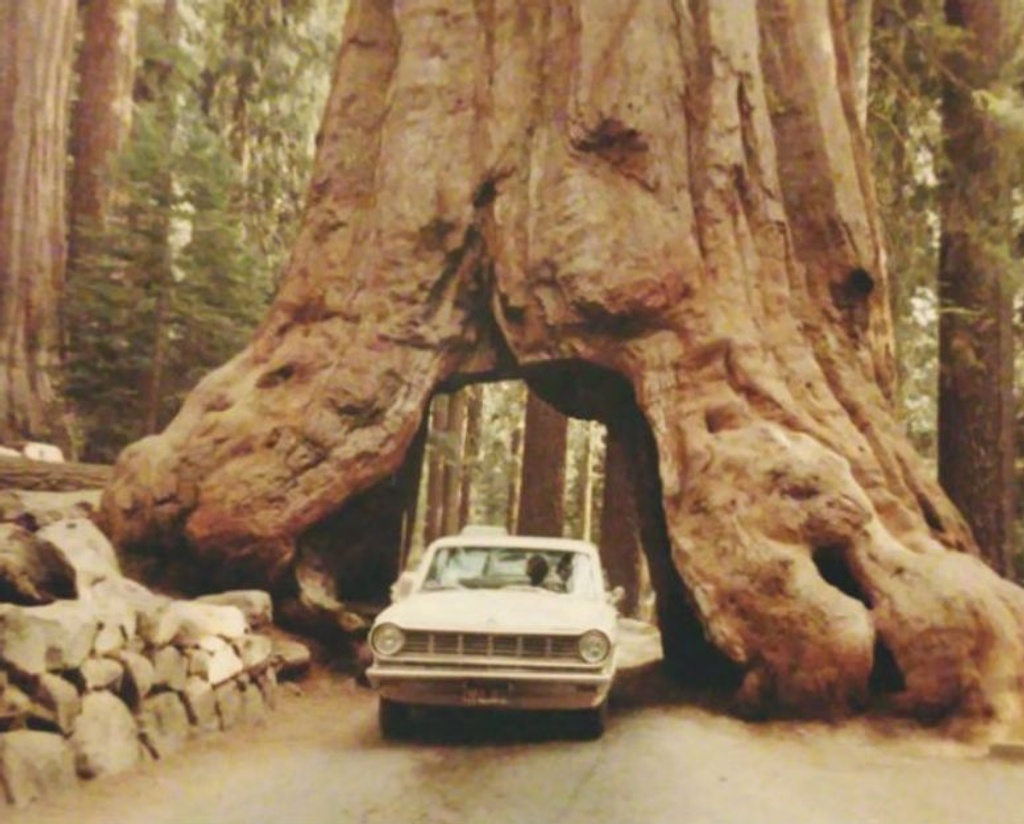 pioneer cabin tree hole