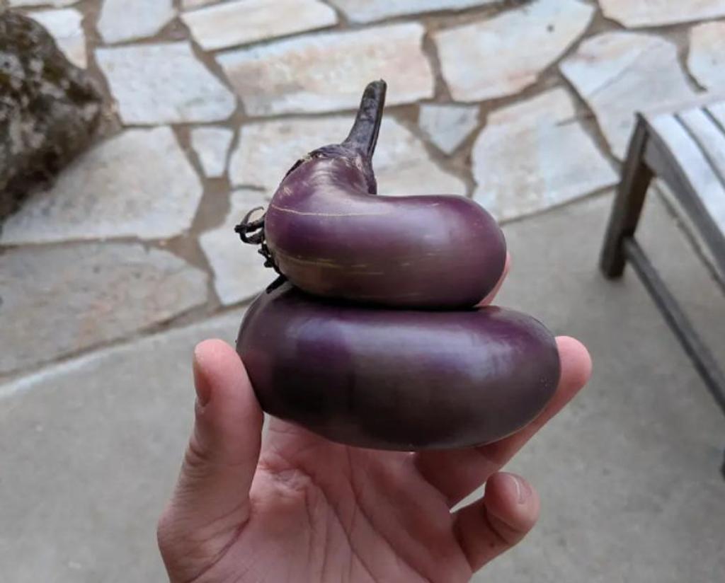 poop looking eggplant
