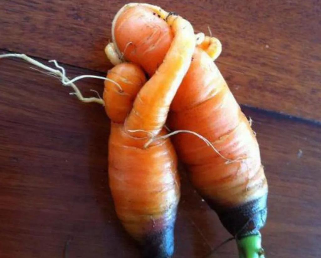 hugging carrot veggie fruit