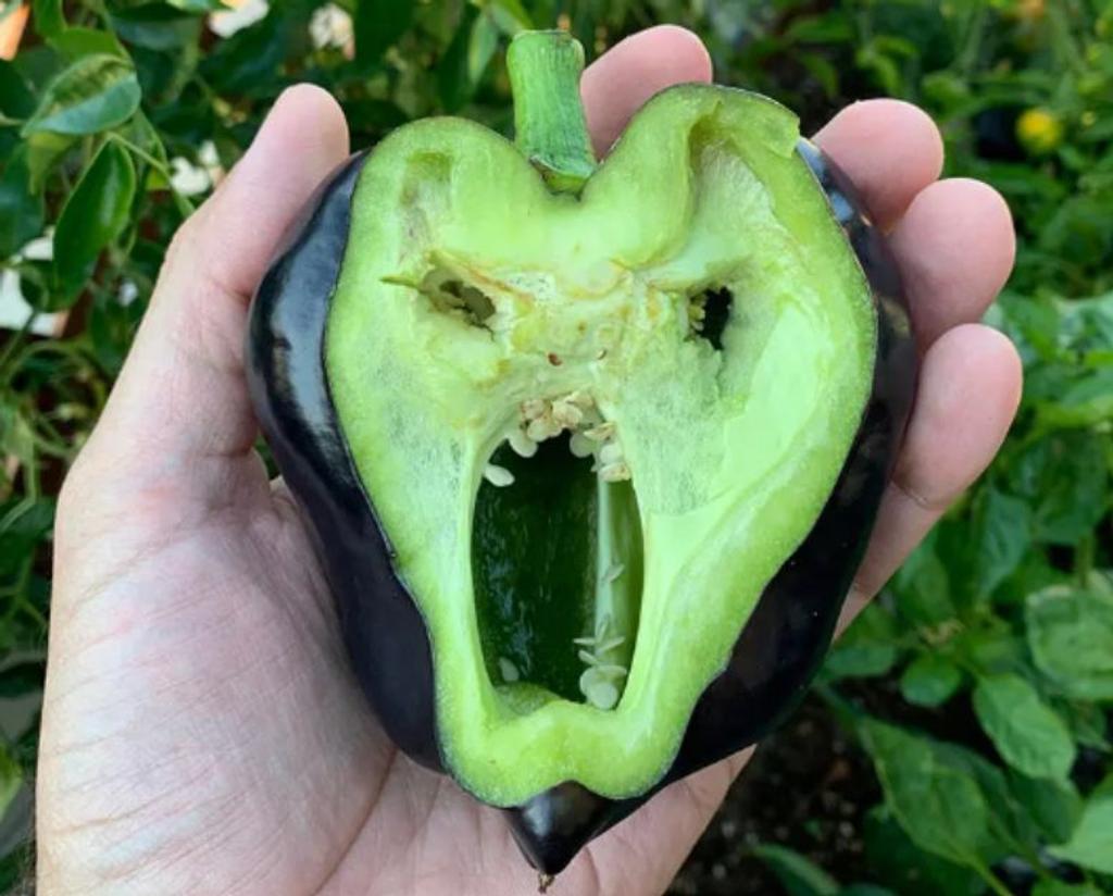 eggplant face funny fruit