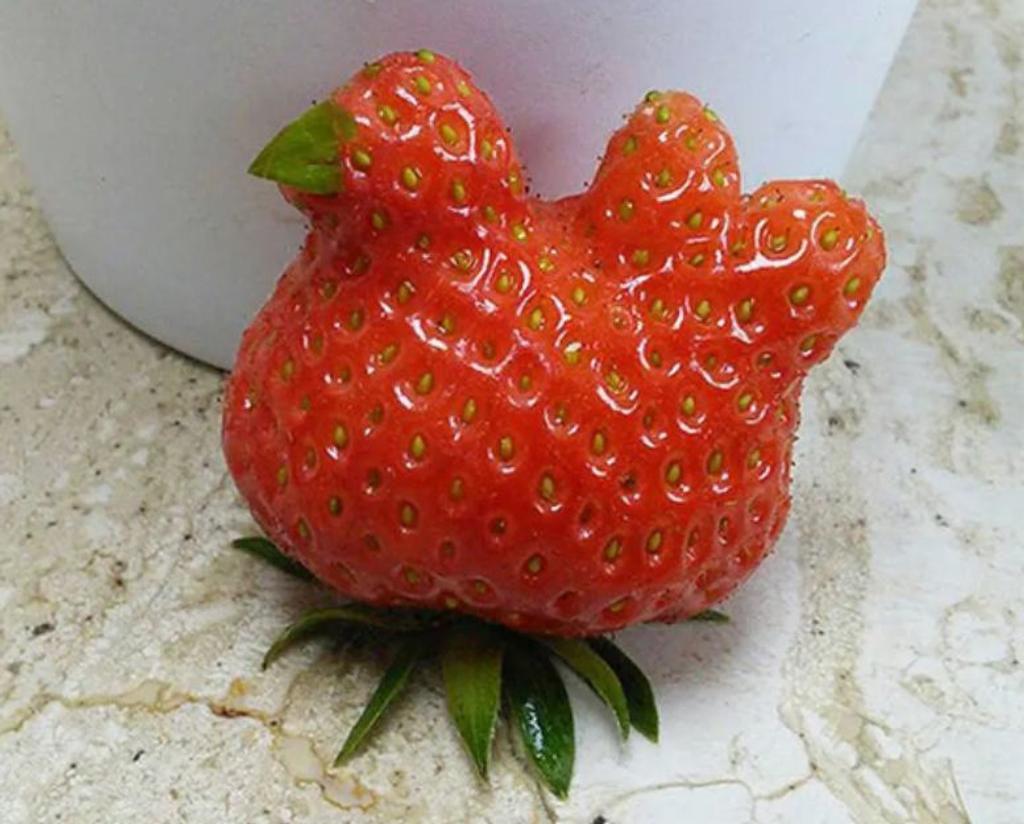 bird fruit strawberrie
