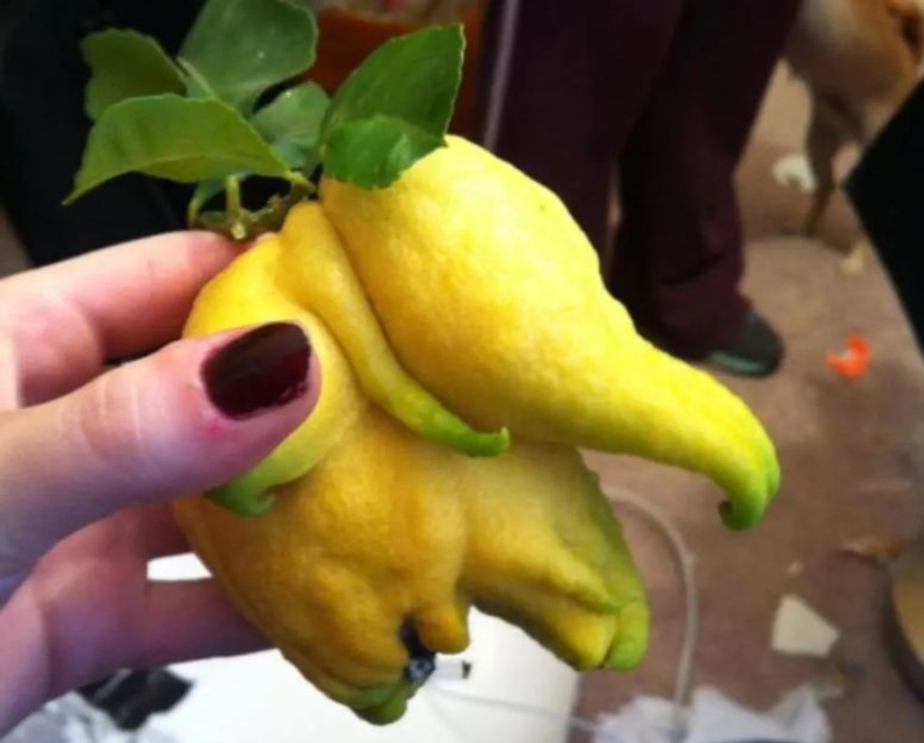 lemon elephant weird shape