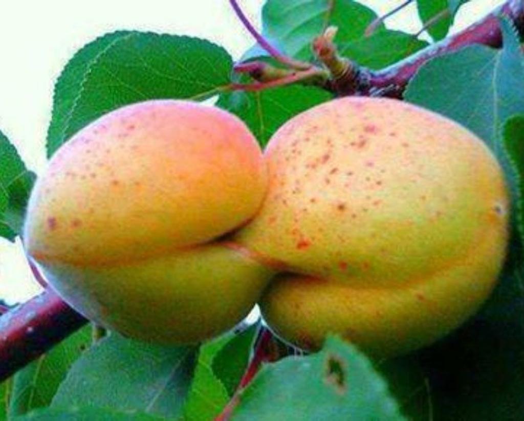 pears pareidolia kissing