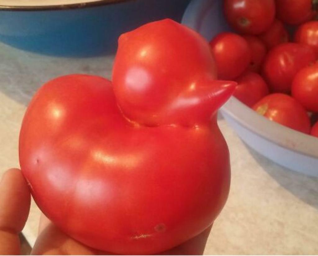tomato looks like duck
