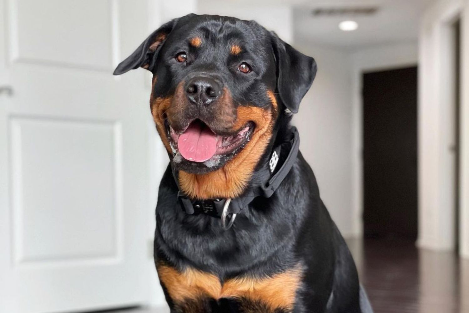 are rottweilers needy