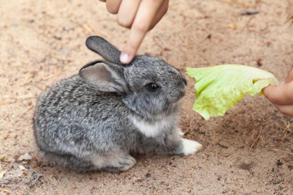 rabbit carrot diet myth