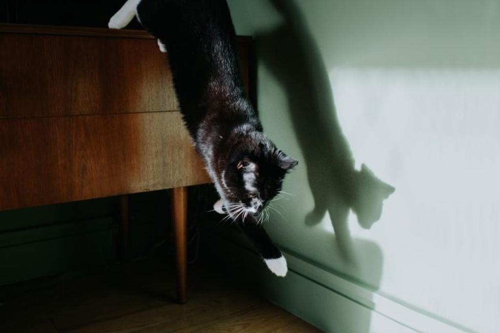cat jumping myths debunked