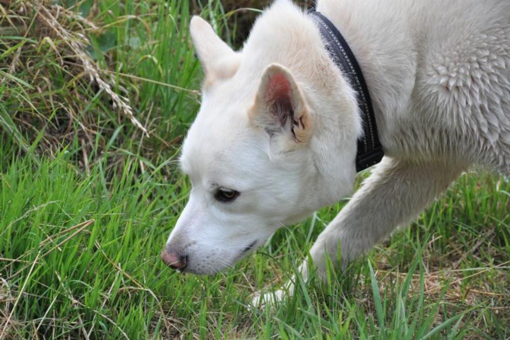 dog eating grass myth