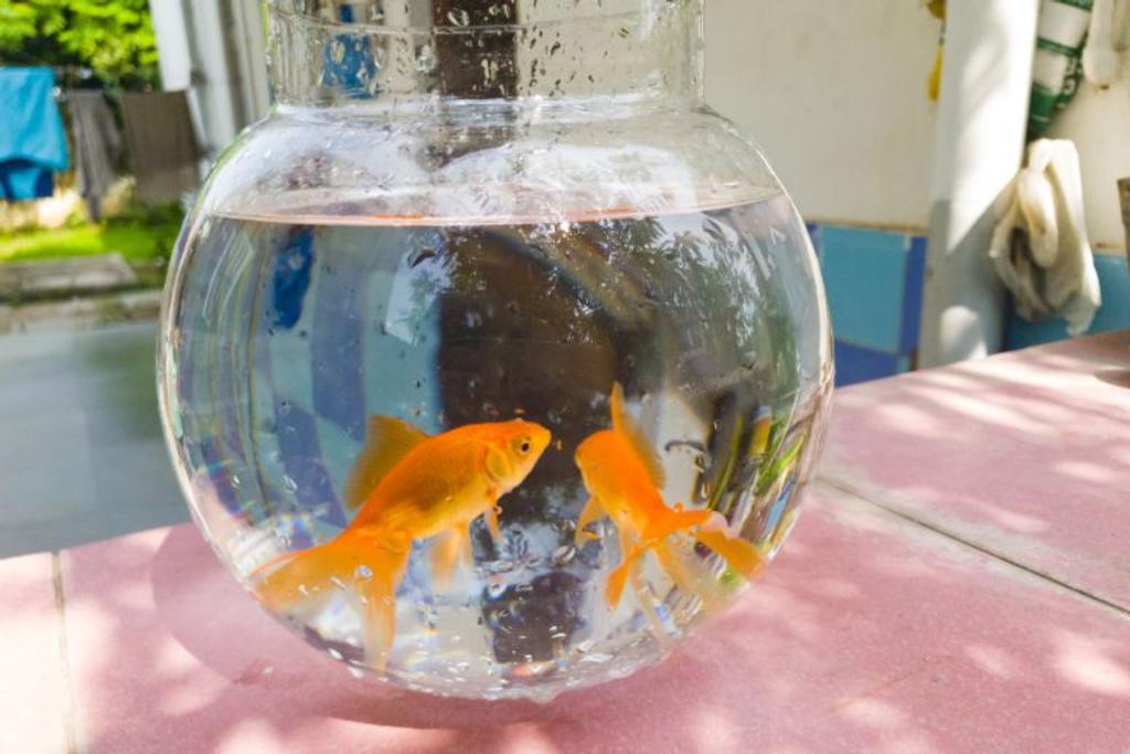 goldfish easy pet myth