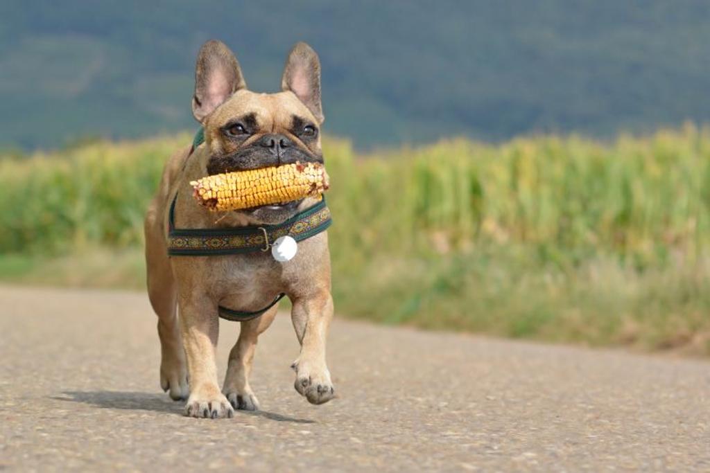 dog diet corn myth