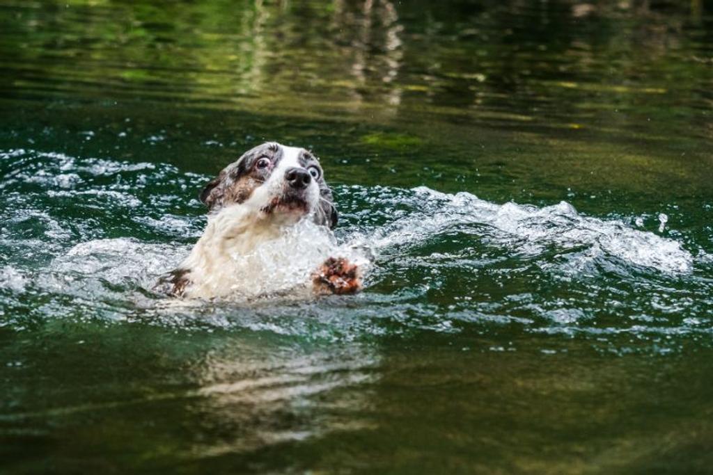 dogs swimming popular myths