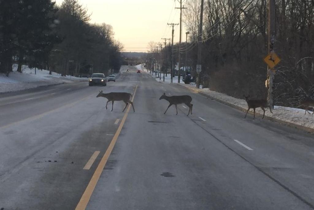 deer crossing funny coincidence