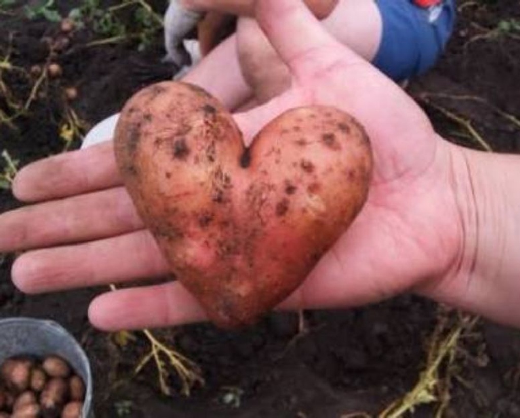 sweet potato shape heart