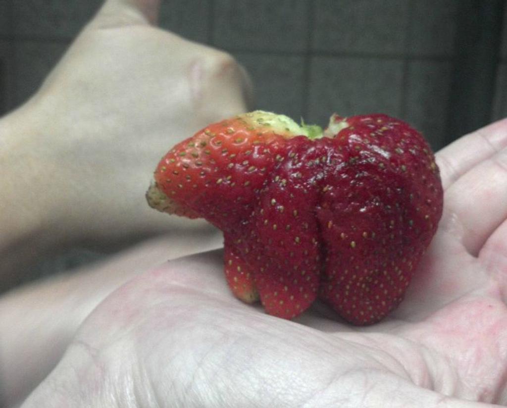 funny strawberry shape bear