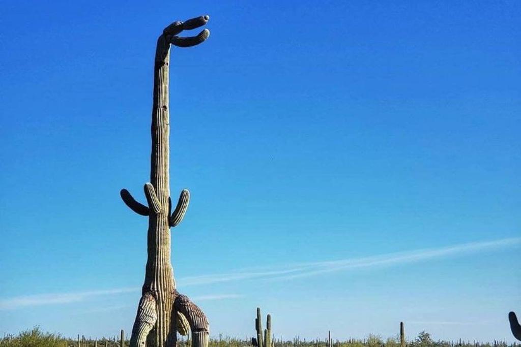 cactus t-rex funny pareidolia