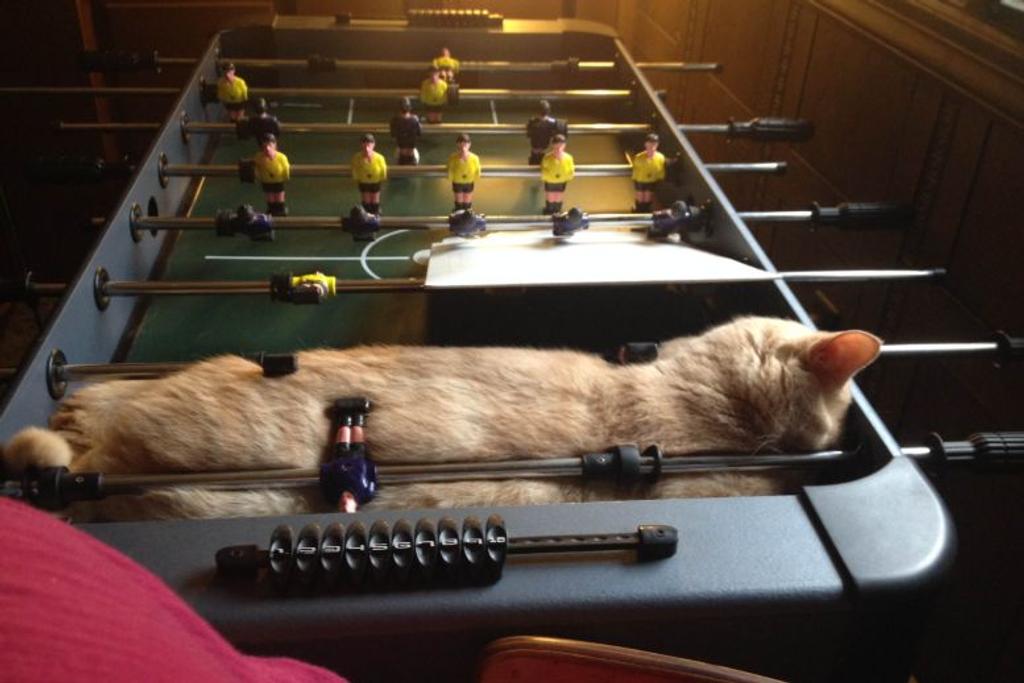 Funny Viral Cats Napping 