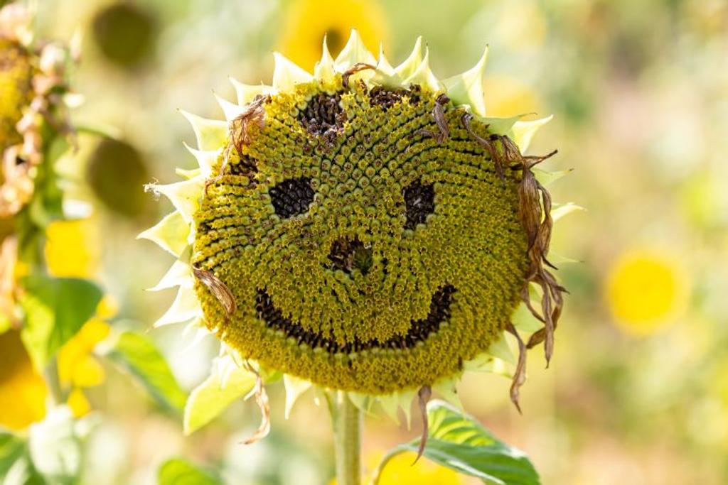 viral sunflowers pareidolia