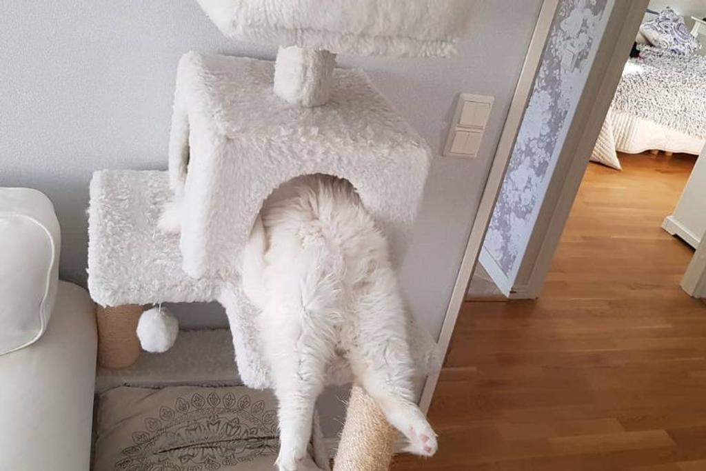 Hilarious Cat Nap Photos
