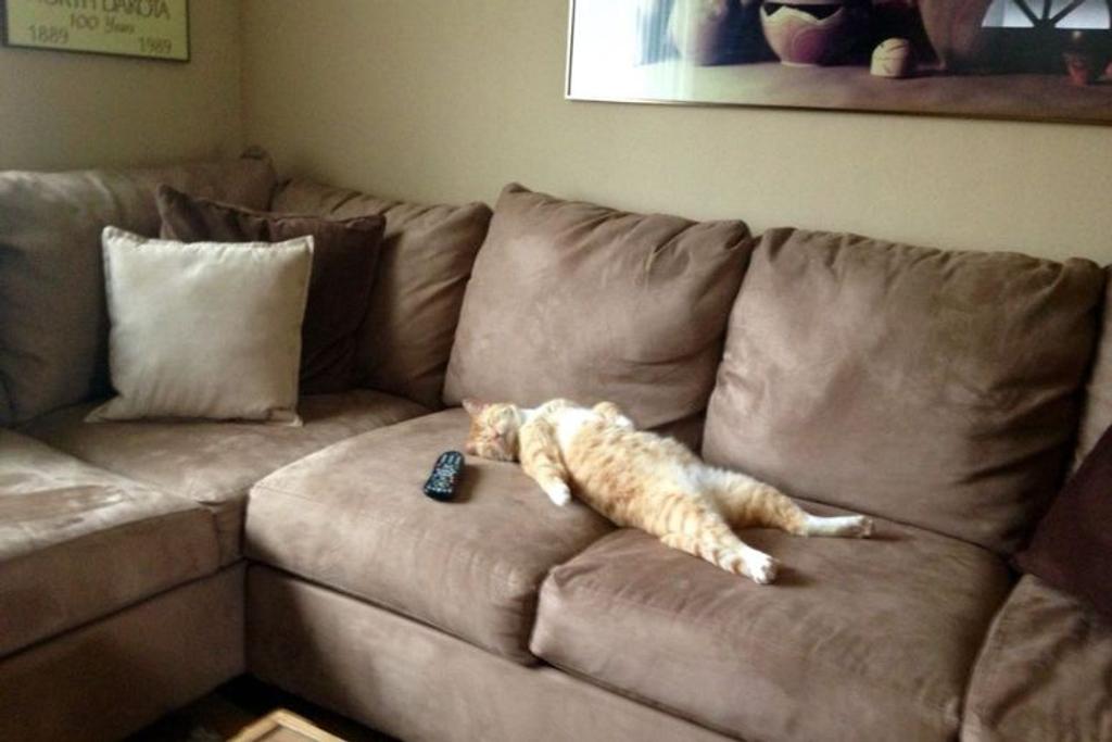 Cat Nap Funny Viral