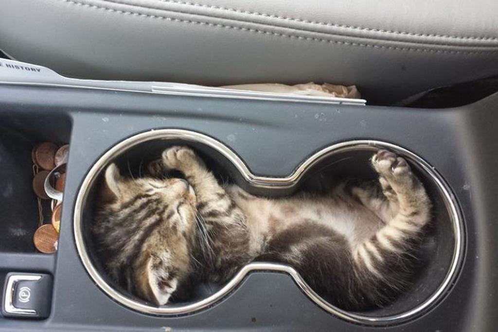 Cat Nap Funny Places