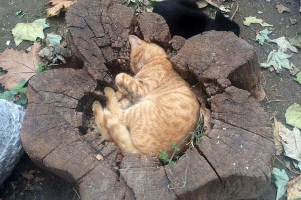 Cats Sleeping Hilarious Places