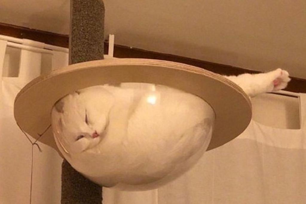 Cats Napping Weird Places