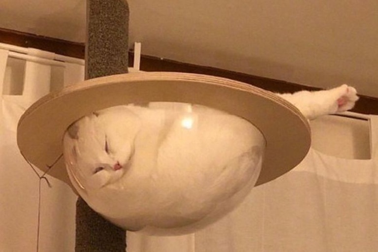 Cats Napping Weird Places