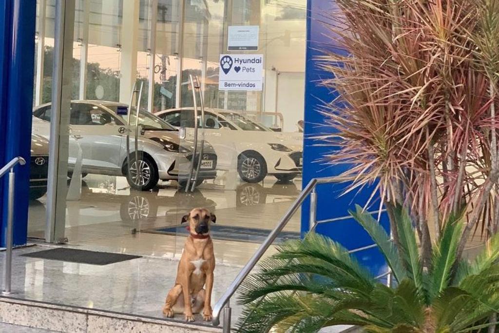 dog stray car dealership