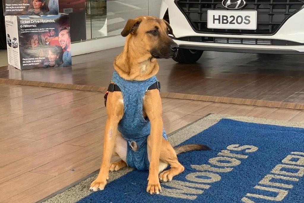 hyundai car dealership dog