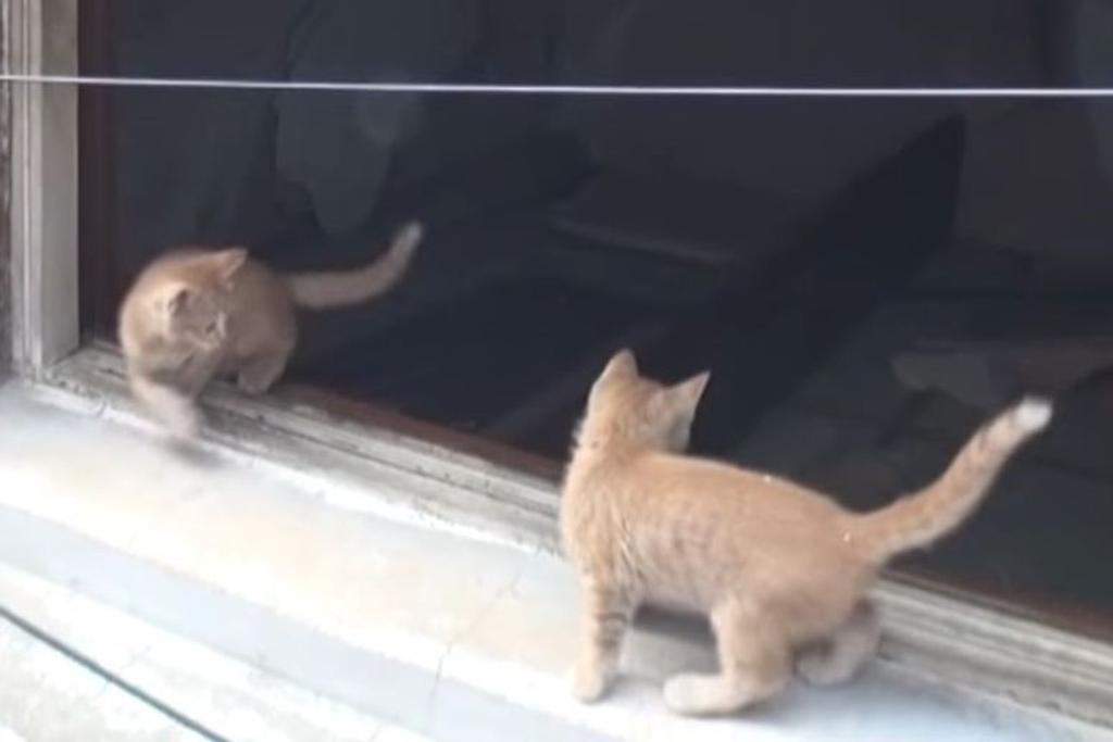 stray kittens adopted viral