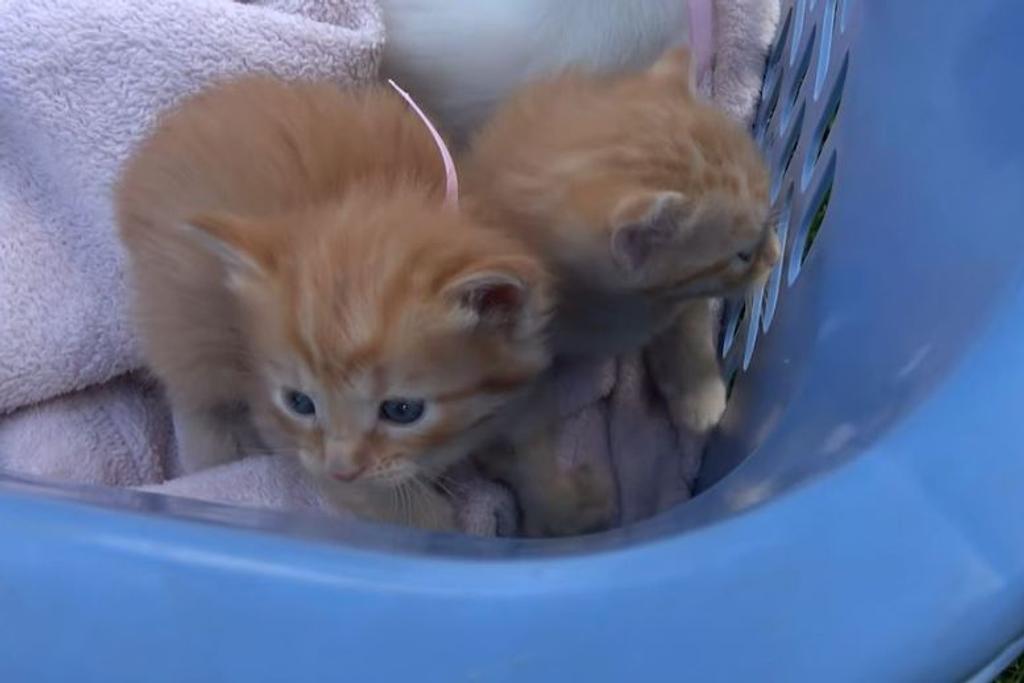 cute kittens viral story