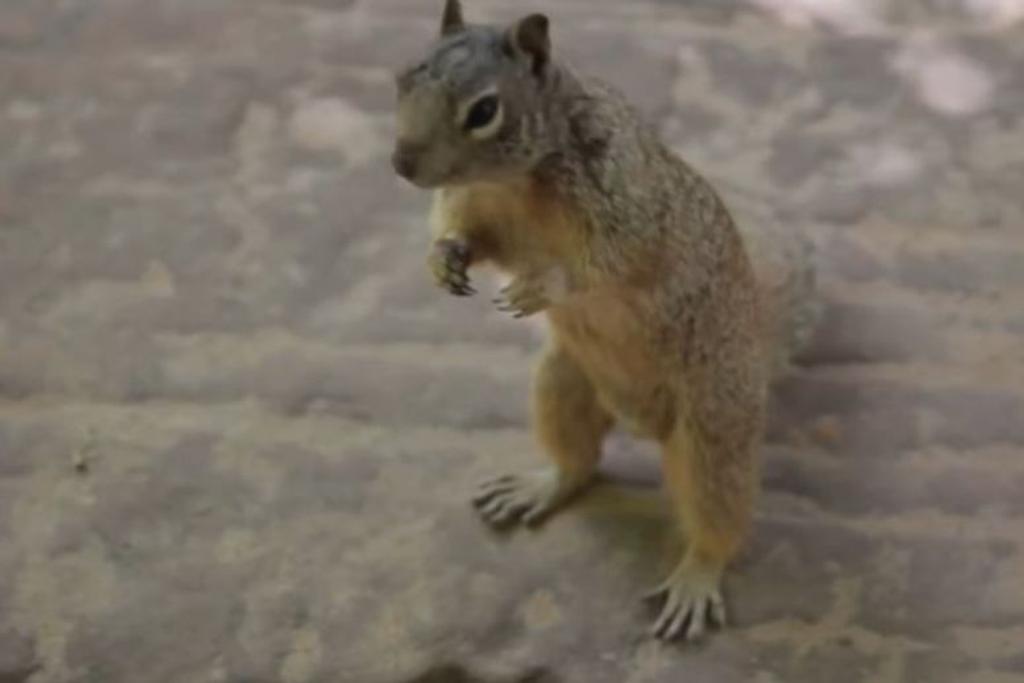 viral squirrel family pet