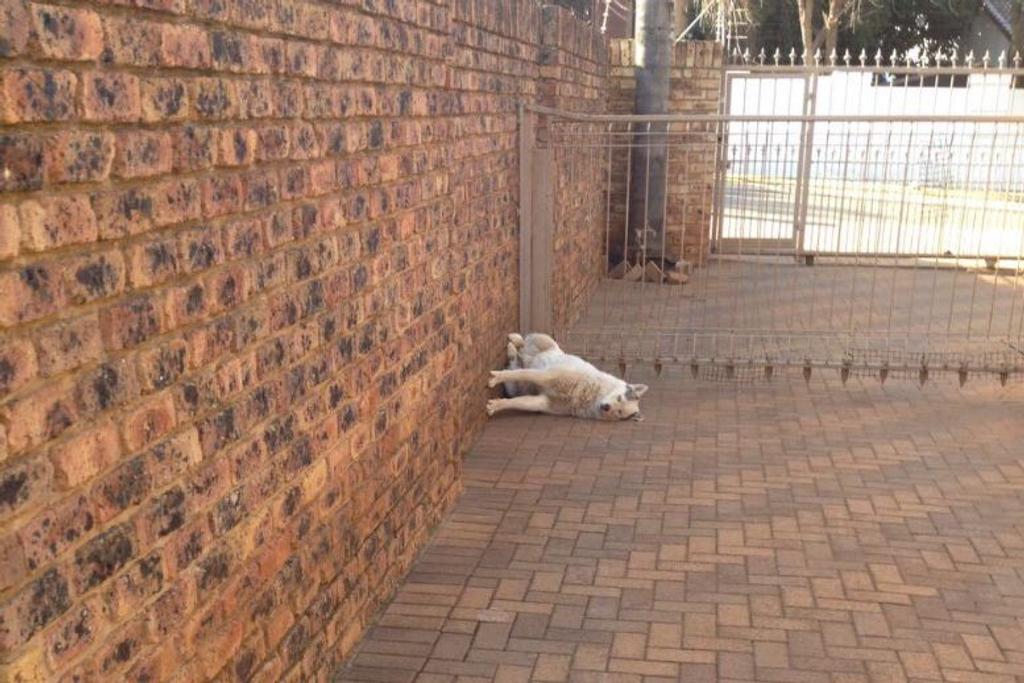Dogs Napping Funny Viral