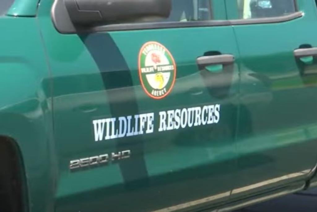 Wildlife Officials, Bear Rescue