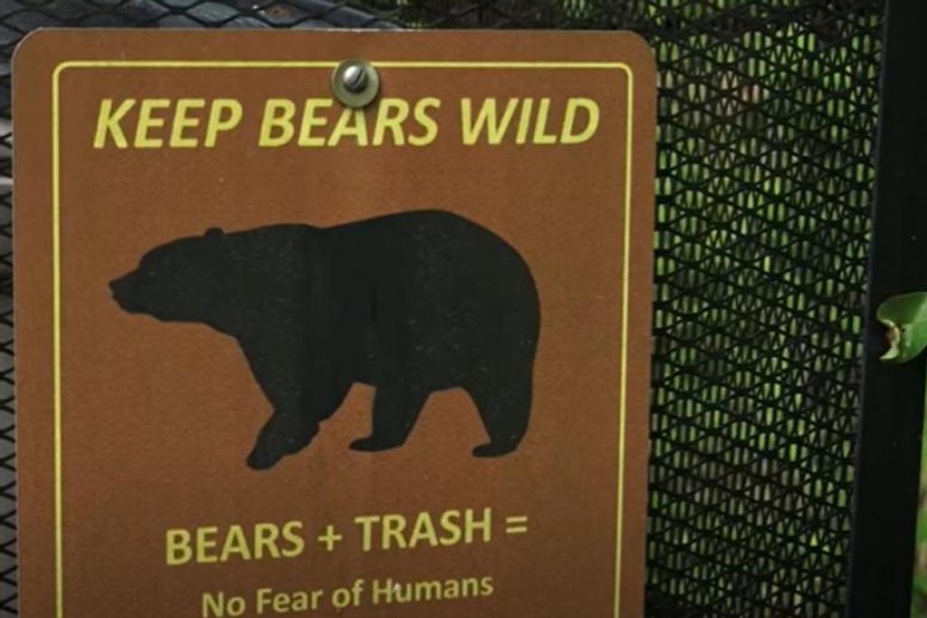 Black Bears, Encounter, Danger