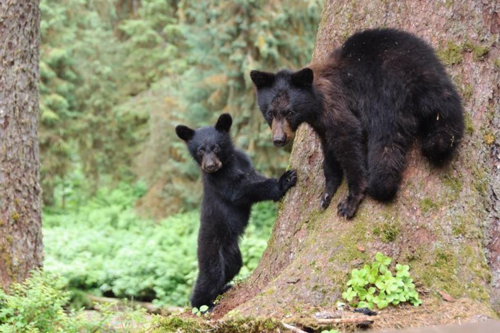 Black Bear, Cubs, Encounter