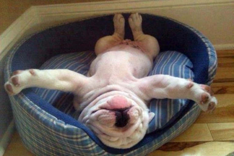 Dogs Napping Hilarious Places