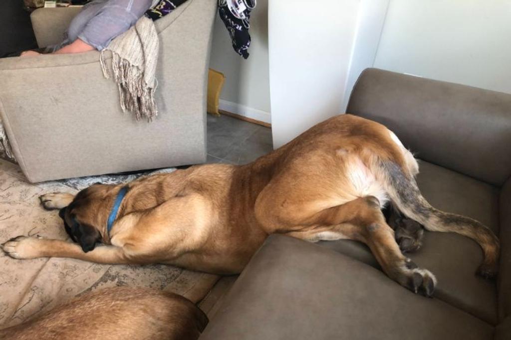 Funny Dog Sleeping Reddit