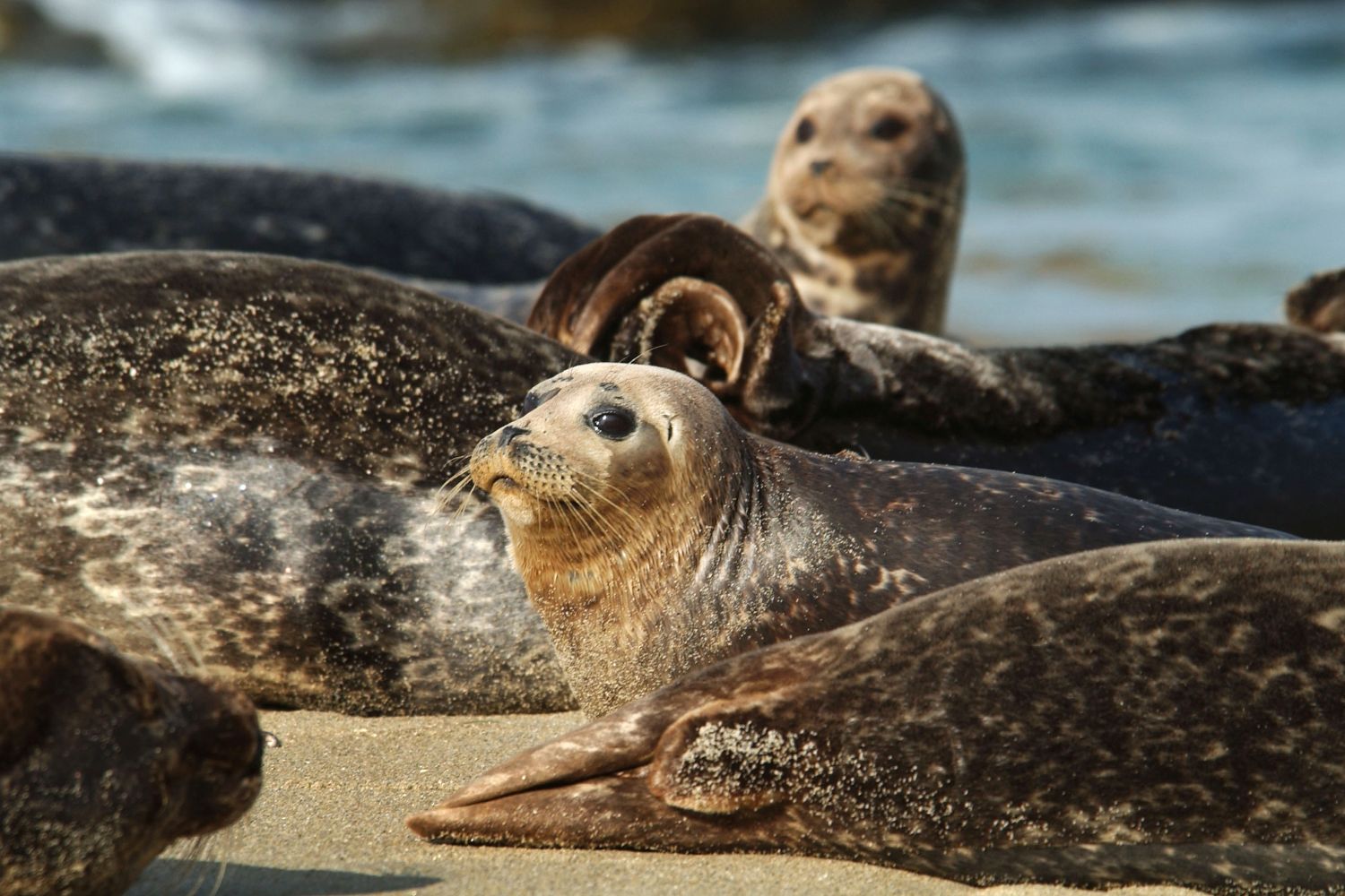 Sea lions chase away sunbathers in La Jolla cove