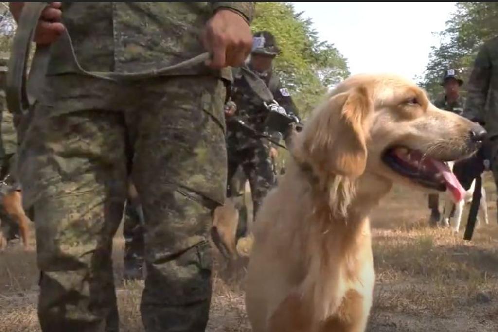 military dog training handler